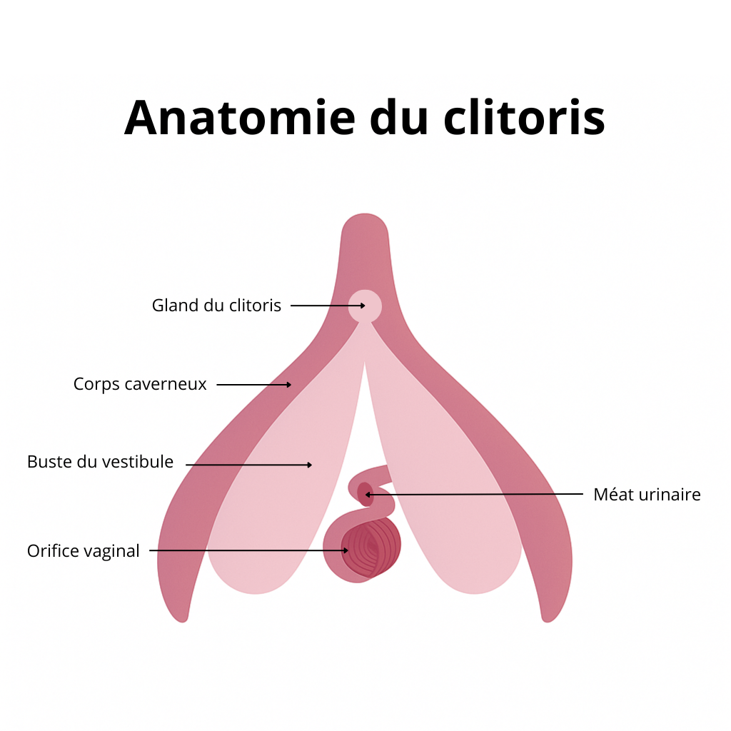 Anatomie du clitoris