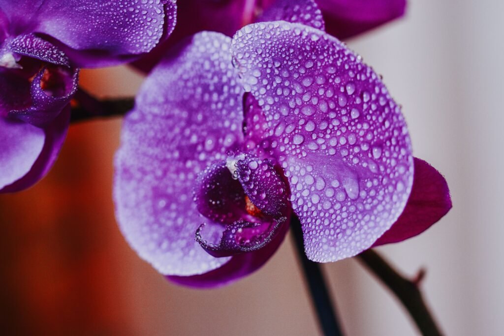 Orchidée violette perlée de gouttes de rosée