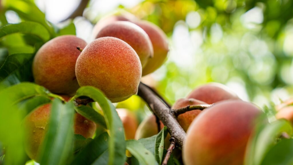 Pêches mûres sur une branche