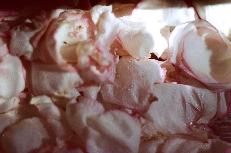 Pétales de rose rose avec gouttes d’eau