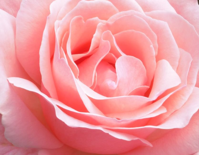 Rose rose épanouie en gros plan